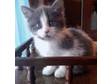 Adopt Snowball's Kittens a Domestic Short Hair - gray and white, Domestic Short