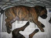 Boxers Puppies Purebread 8 weeks - Ready