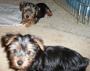 Affectionate Yorkie puppies available