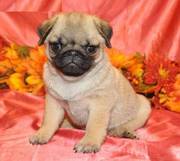 Cute and Adorable Pug Puppies for Rehoming