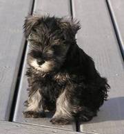 Miniature Schnauzer Looking for a Good Home