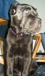 Beautiful Cane Corso pup for sale