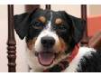 Adopt Scottie a Jack Russell Terrier