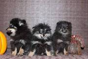 Adorable CKC Pomeranian Puppies! p1
