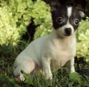 very friendly and energetic chihuahua puppies for sale