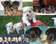 Bulldogs,  Yorkies,  Maltese, Chihuahua & Mini pups for sale
