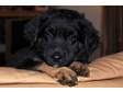 Adopt sasha a German Shepherd Dog, Husky