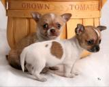 Good looking Chihuahua puppies for adoption 
