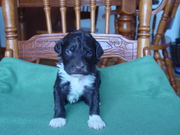 Portuguese Water Dog Puppies For Sale Born Jan 14th, 2014