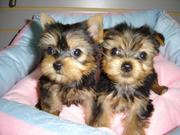   Male and female Yorkie puppies AKC registered. 
