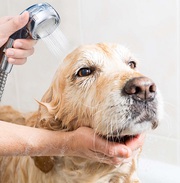 Professional Pet Grooming Supplies