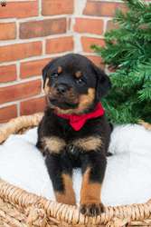 Purebred Rottweiler Pups for Christmas 