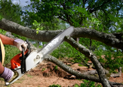 Ottawa 24 Hour Tree Service – Fast Emergency Response