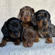 Miniature Dachshund nearme