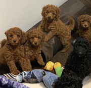 Cuddly Toy Poodle Puppies 