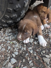 boder collie/labrador