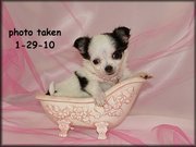 chihuahua puppies  for  adoption