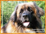 Leonberger - puppies !